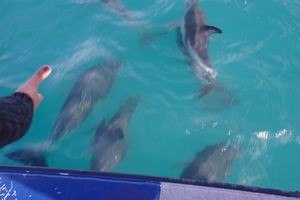 Dusky Dolphins (4)