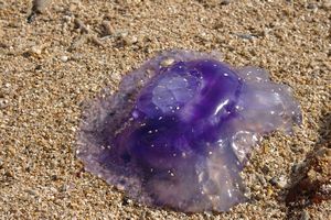 Jellyfish Beach Anchorage Fiji (2)