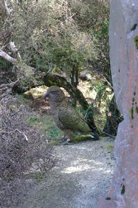 Kea Alpine Parrot (1)