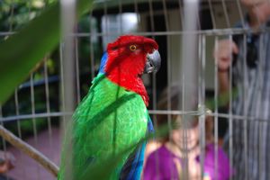 Fijian Parrot
