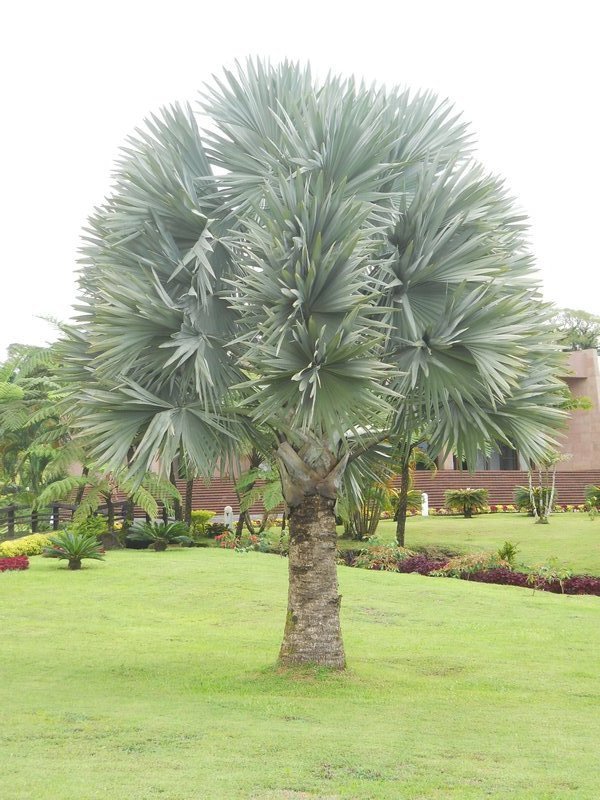 Samoan Palm Tree