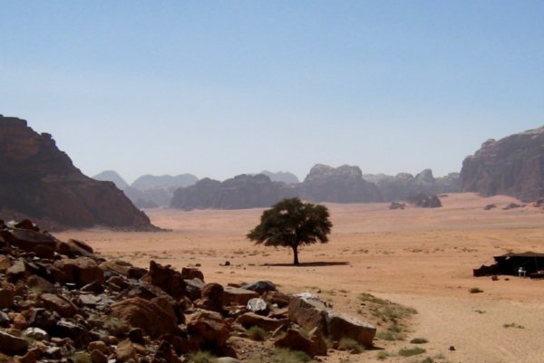 Desert tree - Wadi Rum