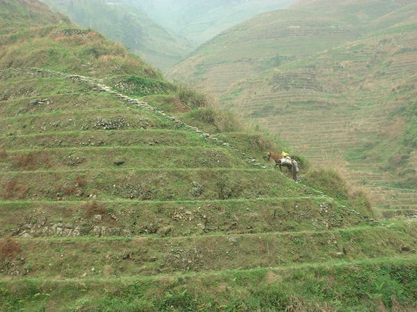rice terraces2