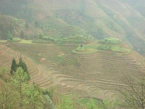 rice terraces - a last view
