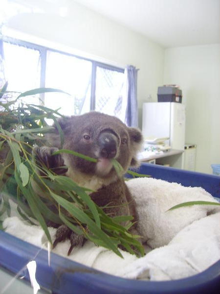 The baby koala