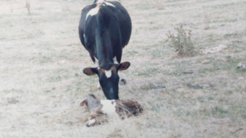 "Daisy the cow" welcomes new life.