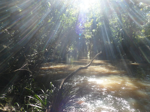 sunlight on creek at JJ's Farm
