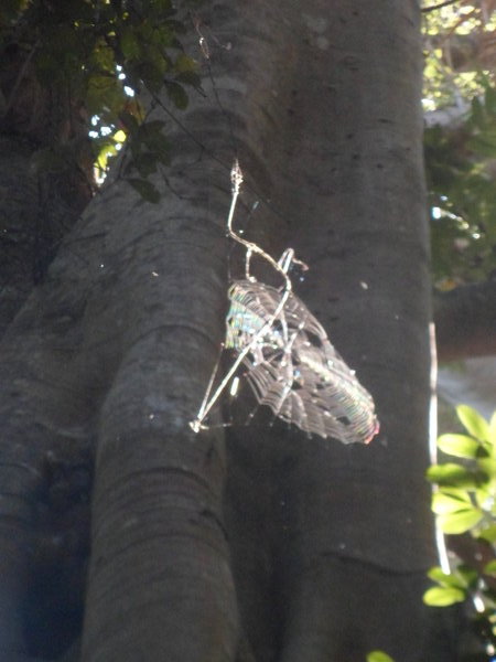 forest spider web