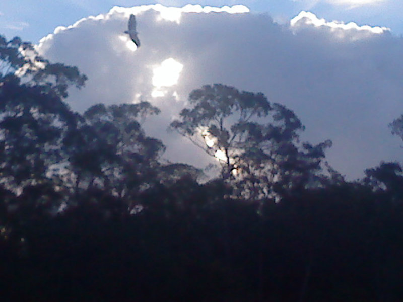 sea eagle in dusk flight
