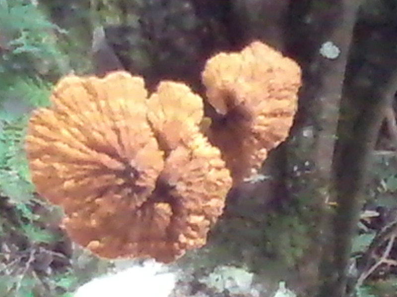 forest fungi