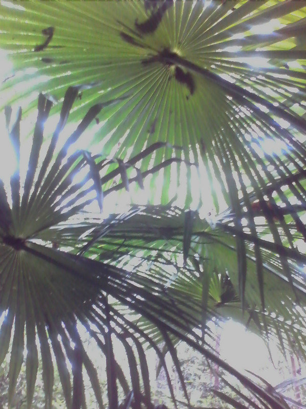 sky through palm fronds