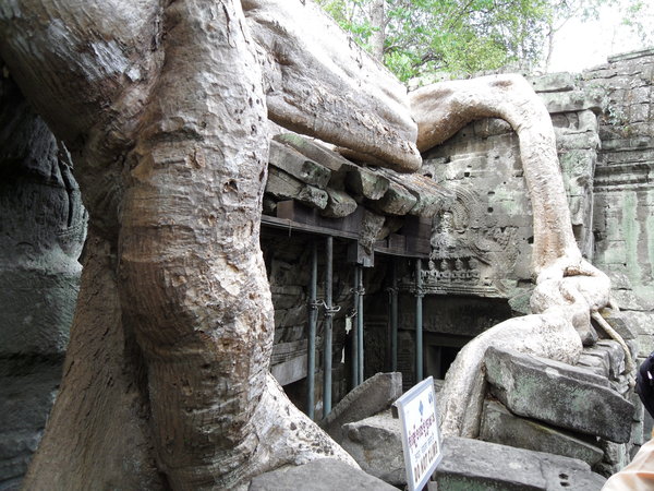 Tree growing over a temple