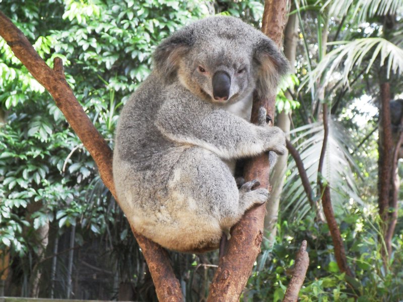 Another koala