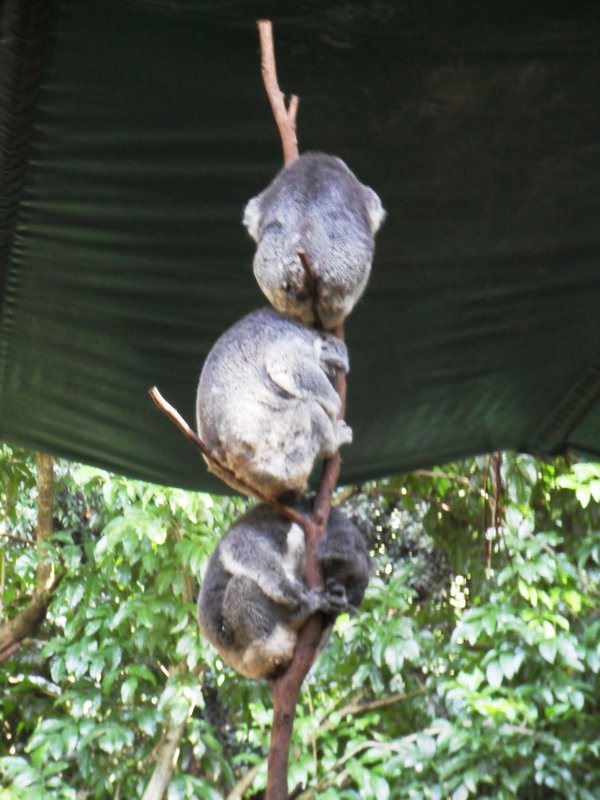 Koala kebab