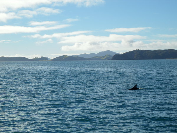 Spotting a dolphin from the cruise boat