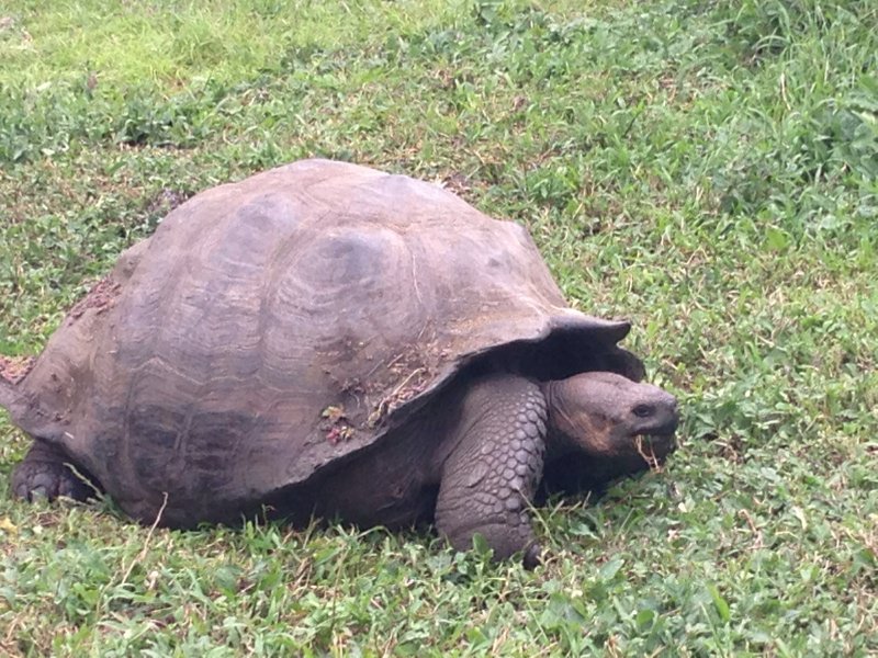 Giant tortoise 