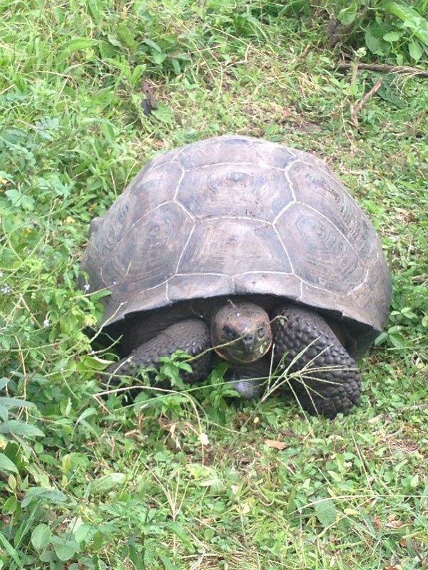 A giant tortoise at the farm