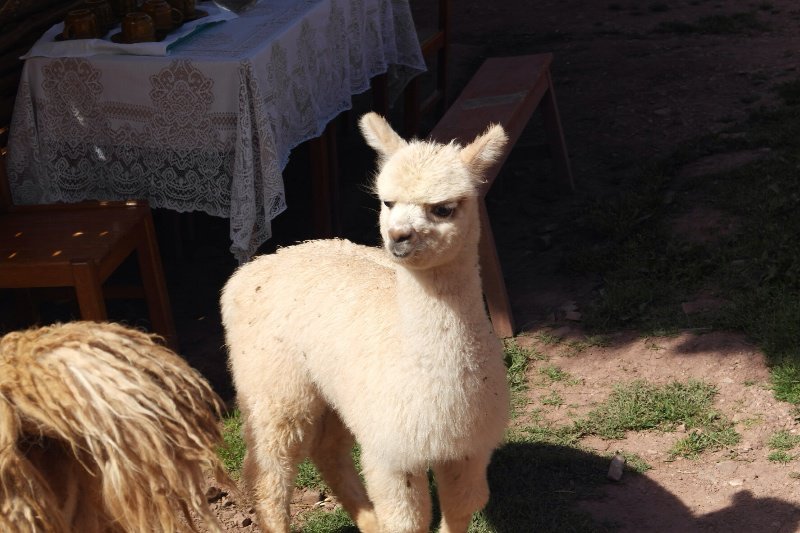 Baby llama at the village where we saw the ladies weaving 