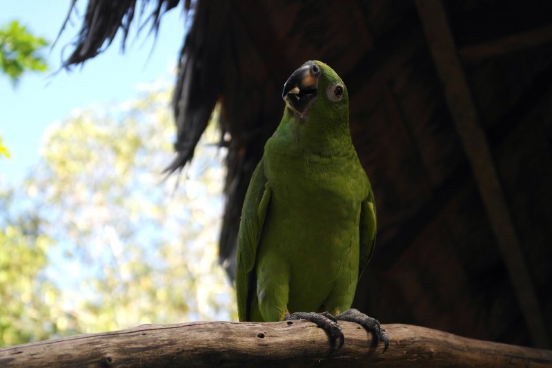 Lorenzo the parakeet 