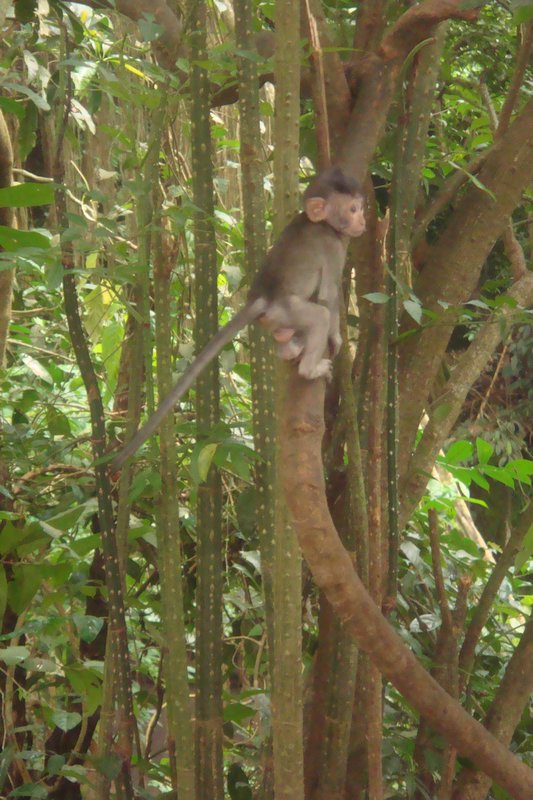 baby monkey at Monkey forest