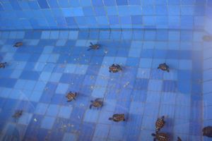 sea turtles in a bassin 