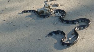 Water snake lost on the beach