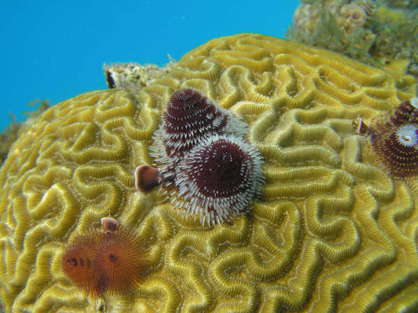 coraux