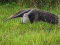 tapir femelle