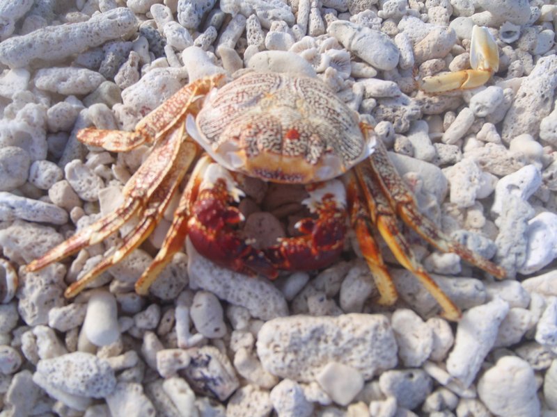 la carcace d'un crabe