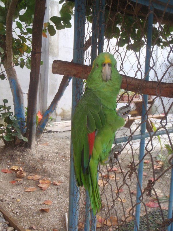 beau perroquet vert