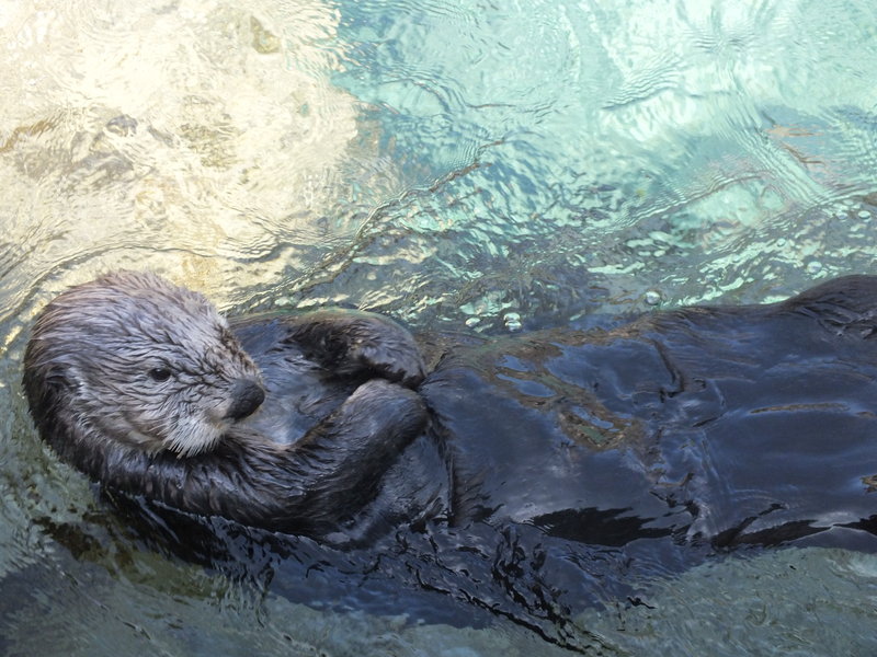 Orphaned sea otter