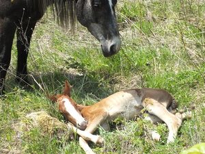 One day old foal