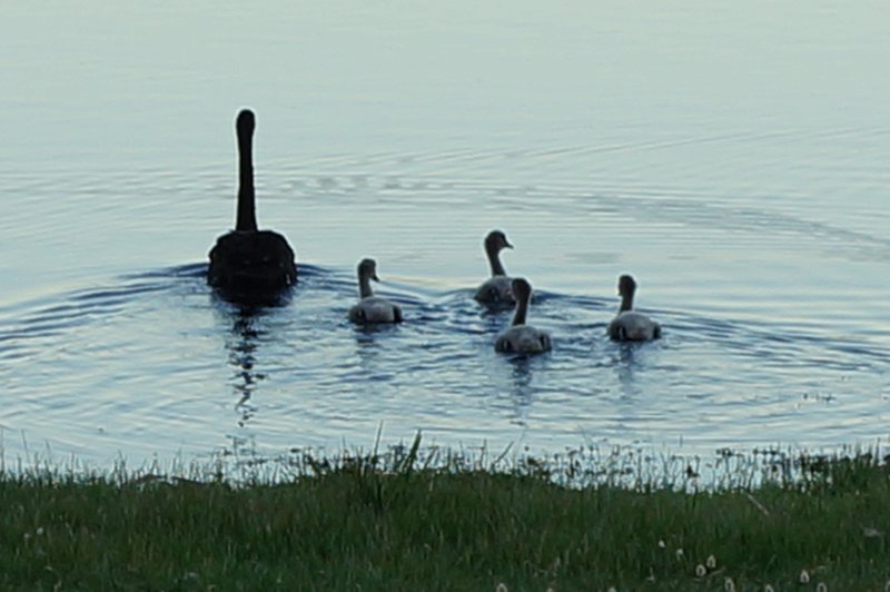 Black swans at Yellagonga Park