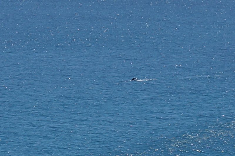 Its a Whale.....Honest!