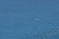 Its a Whale.....Honest!