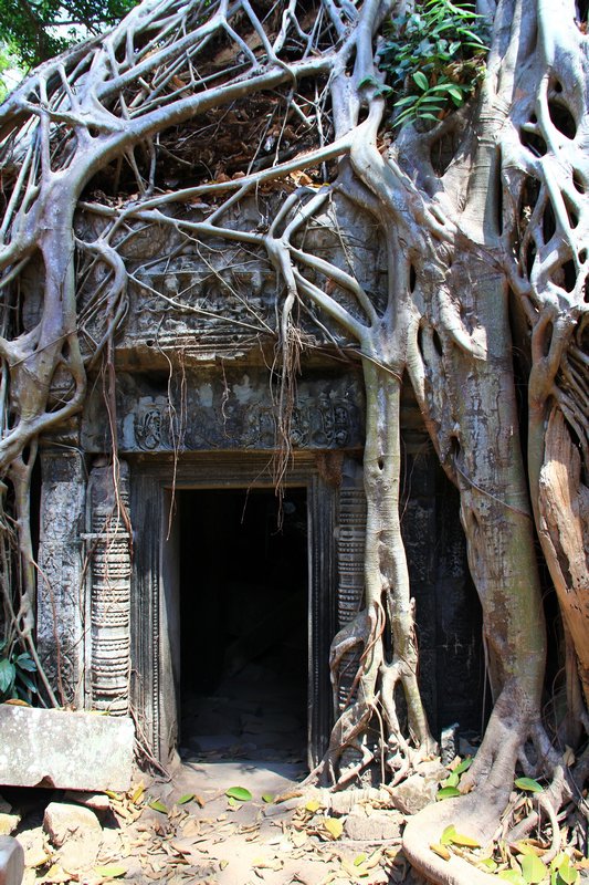 Tomb Raider Kulisse in Ta Phrom