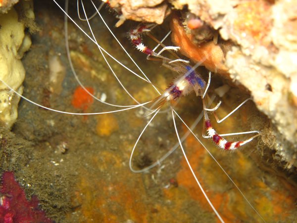 Boxer Shrimp