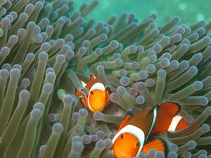 Anemonenfische | Photo