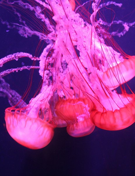 PINK Jelly fish!