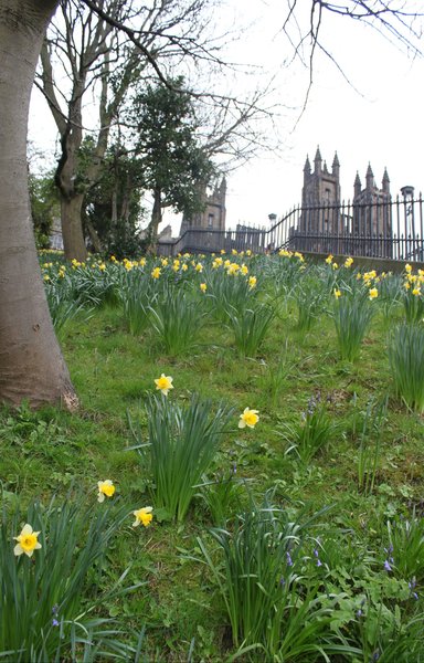 Daffodils!
