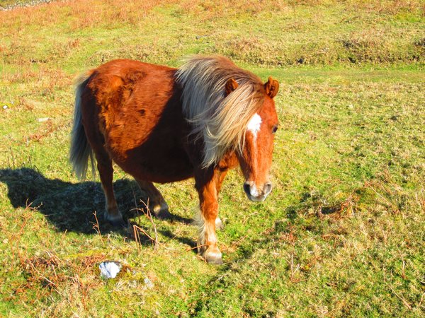 Dartmoor ponies!!
