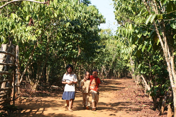 Laos kids in a coffee plantation