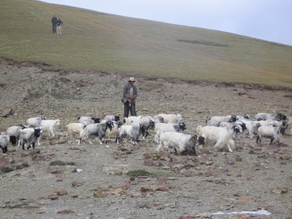 Shepherd and his herd