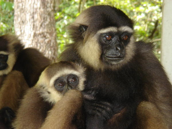 Up close and personal with the Gibbon family