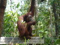 I think perhaps, Mr Orangutan Sir, you should read the sign....