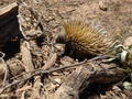 Why did the echidna cross the road?