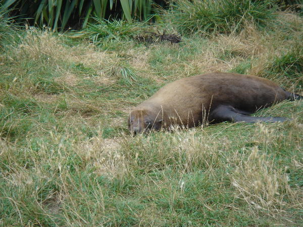 New Zealand Fur seals, aka 'Oscar' seals