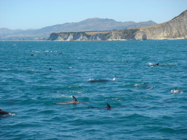 Dusky Dolphins. Everywhere.