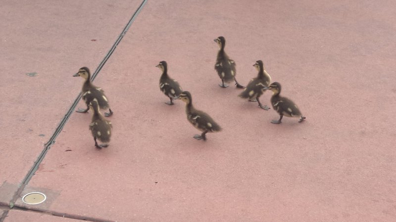 Little ducklings kept running across the path