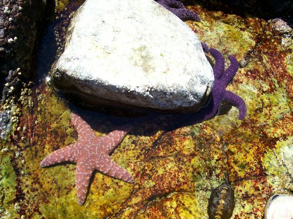 More starfish